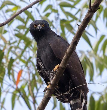 Черный ястреб – орел Орел тирана (Spizaetus tyrannys) или черный ястреб