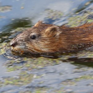 Водяная крыса