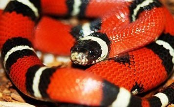 Коралловый аспид Коралловый аспид (Micrurus corallinus)