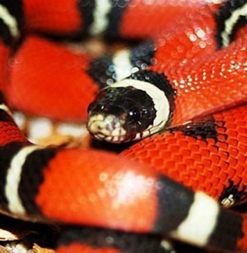 Коралловый аспид Коралловый аспид (Micrurus corallinus)