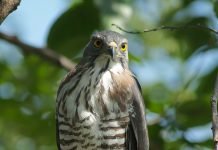 Хохлатый ястреб – тетеревятник Хохлатый ястреб-тетеревятник