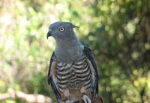 Хохлатый ястреб Хохлатый ястреб или Baza хохлатый (Aviceda subcristata)