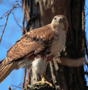 Мадагаскарский короткокрылый сарыч Мадагаскарский короткокрылый сарыч (Buteo brachypterus)