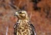 Галапагосский канюк Галапагосский канюк (Buteo galapagoensis)