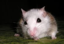 Многососковая мышь Мышь многососковая (Mastomys)