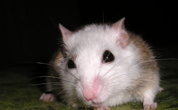 Многососковая мышь Мышь многососковая (Mastomys)