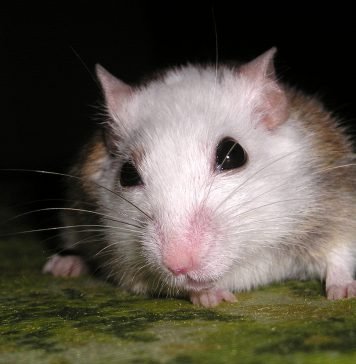 Многососковая мышь Мышь многососковая (Mastomys)