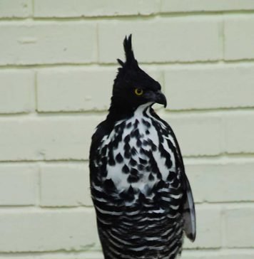 Хохлатый орел Блите Хохлатый орел Блите (Nisaetus alboniger)