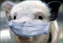 Африканская чума сдает позиции в Нижегородской области В Нижегородской области африканская чума сдает позиции.