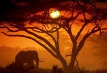 Африканские слоны потеряли четверть своей популяции Африканских слов стало на четверть меньше.