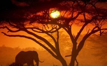 Африканские слоны потеряли четверть своей популяции Африканских слов стало на четверть меньше.