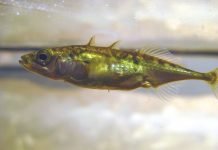 Коллективная деятельность лишает рыб индивидуальности Коллективная деятельность лишает рыб индивидуальности.