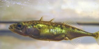 Коллективная деятельность лишает рыб индивидуальности Коллективная деятельность лишает рыб индивидуальности.