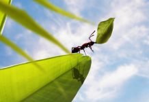 Муравьи могут вылечить заразные болезни Муравьи могут вылечить заразные болезни.