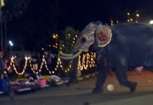 На Шри-Ланке слон напал на людей На острове Шри-Ланка слон напал на людей.