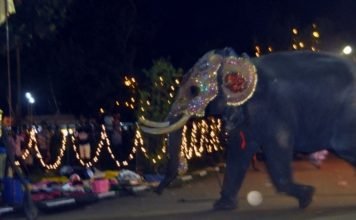 На Шри-Ланке слон напал на людей На острове Шри-Ланка слон напал на людей.