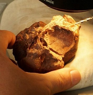 Найден еще один предшественник динозавров Найден еще один предшественник динозавров.