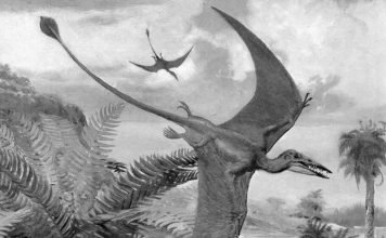 Палеонтологи обнаружили мини-птерозавра Палеонтологи обнаружили маленького птерозавра.