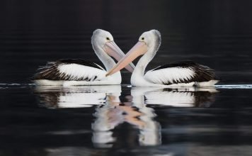 Австралийский пеликан – птица в очках