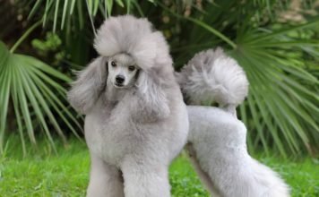 Пудель – кучерявый друг человека
