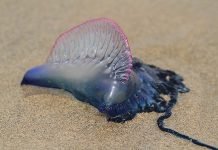 Смертоносные медузы атакуют британские пляжи Смертоносные медузы атакуют британские пляжи.