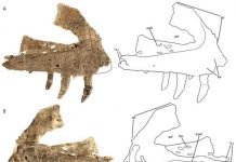 Ученые открыли новый вид древних рептилий Обломок челюсти древней рептилии, открытой американскими учеными.