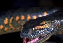 В Бразилии поймана самая большая змея в мире В Бразилии найдена самая большая змея в мире.