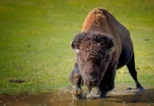 В испанском заповеднике нашли обезглавленного зубра В Испанском заповеднике обнаружено тело обезглавленного зубра