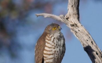 Африканский малый перепелятник Африканский малый перепелятник (Accipiter minullus )