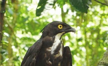 Широкоротый коршун Широкоротый коршун (Macheiramphus alcinus)