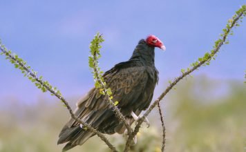 Гриф – индейка Гриф – индейка (Cathartes aura)