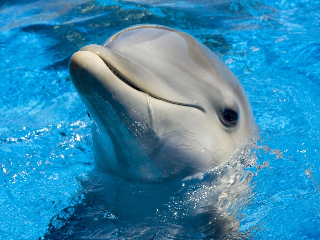 delfin