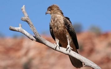 Коршун-свистун: места обитания, внешний вид, голос птицы Коршун-свистун (Haliastur sphenurus)