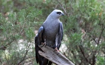 Миссисипский коршун Миссисипский коршун (Ictinia mississippiensis)