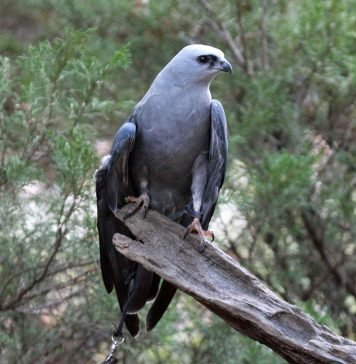 Миссисипский коршун Миссисипский коршун (Ictinia mississippiensis)