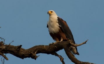 Орлан-крикун Орлан-крикун (Haliaeetus vocifer)