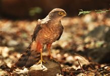 Чилийский ястреб Чилийский ястреб (Accipiter chilensis)