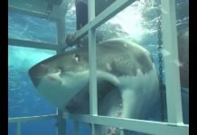 Акула прорвалась в клетку с ныряльщиком Акула прорвалась в клетку с наблюдавшим за нею ныряльщиком.