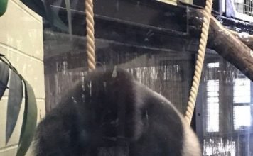 Горилла из лондонского зоопарка вырвалась в город Горилла из лондонского зоопарка вырвалась в город: на этом фото Кумбука запечатлен за несколько секунд до того как он разобьет окно и вырвется из вольера.