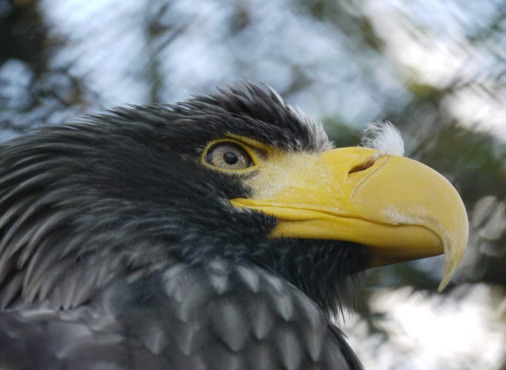 Орлан Стеллера (Белоплечий орлан, Haliaeetus pelagicus).