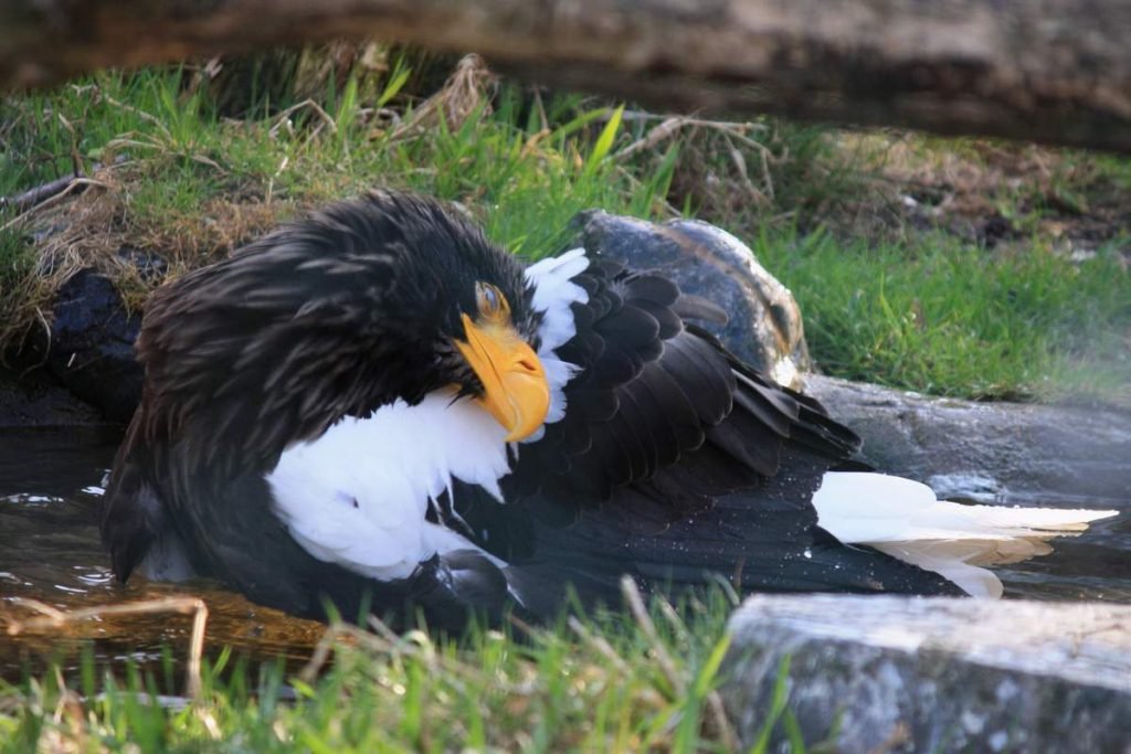 Орлан Стеллера (Белоплечий орлан, Haliaeetus pelagicus).