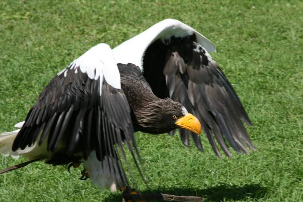 Орлан Стеллера (Белоплечий орлан, Haliaeetus pelagicus).