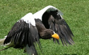 Орлан Стеллера: можно ли узнать орлана по голосу? Орлан Стеллера (Белоплечий орлан, Haliaeetus pelagicus).