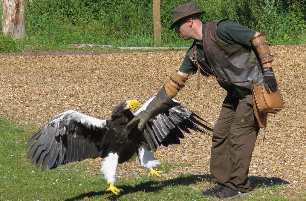 Орлан Стеллера (Белоплечий орлан, Haliaeetus pelagicus).