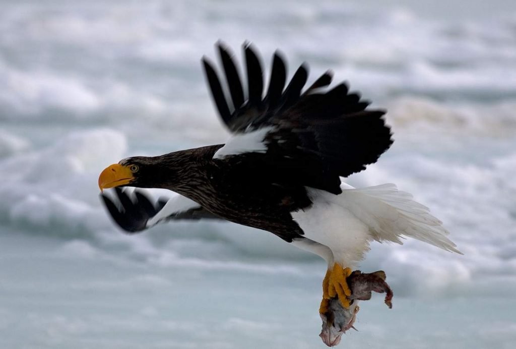 Орлан Стеллера (Белоплечий орлан, Haliaeetus pelagicus).