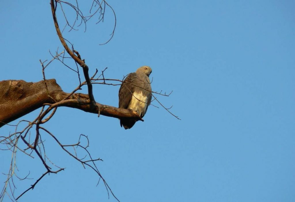 Малый рыбный орёл (Ichthyophaga nana).