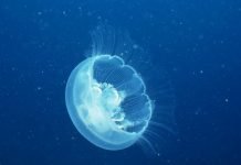 Медузы добрались до Саратовской области Медузы обнаружены в одном из озер Саратовской области.