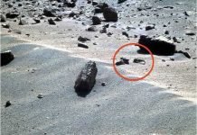 На Марсе обнаружены креветка и скорпион На Марсе обнаружены креветка и скорпион.