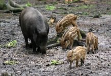 На пензенской трассе грузовик раздавил восемь кабанов На пензенской трассе грузовик раздавил восемь кабанов.