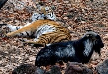 Сафари-парк Тимура и Амура попал в число лучших зоопарков планеты Сафари-парк, в котором живут Тимур и Амур стал одним из лучших в мире.